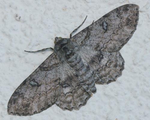 Ascotis selenaria